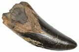 Tyrannosaur Tooth with Split Carina - Rare Pathology! #381206-1